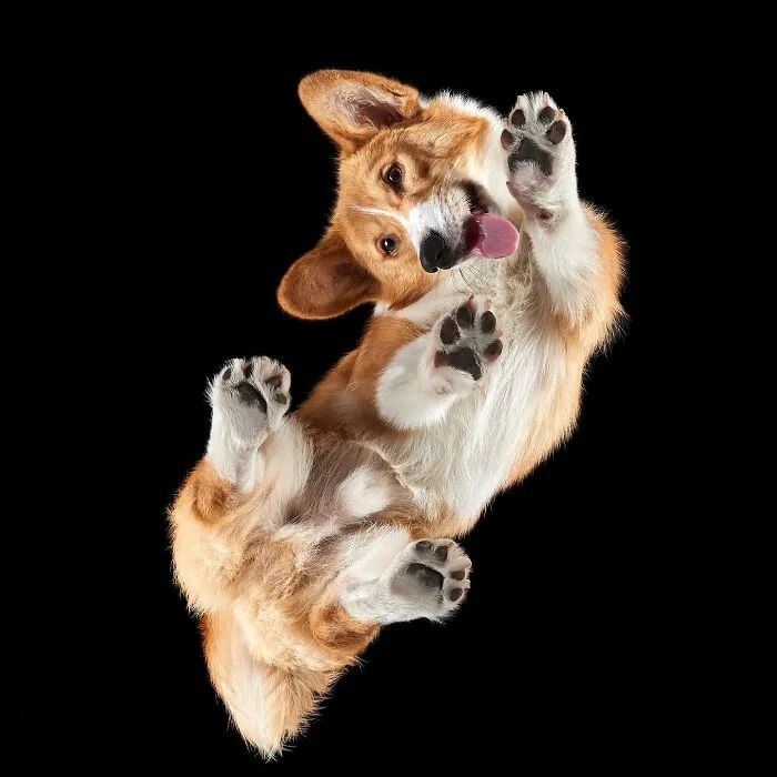 Animais por baixo: As fotos surpreendentes que mostram pets como você nunca viu (32 fotos)