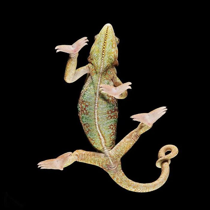 Animais por baixo: As fotos surpreendentes que mostram pets como você nunca viu (32 fotos) 3