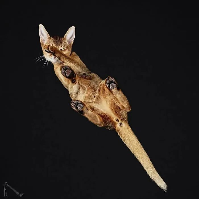 Animais por baixo: As fotos surpreendentes que mostram pets como você nunca viu (32 fotos) 12