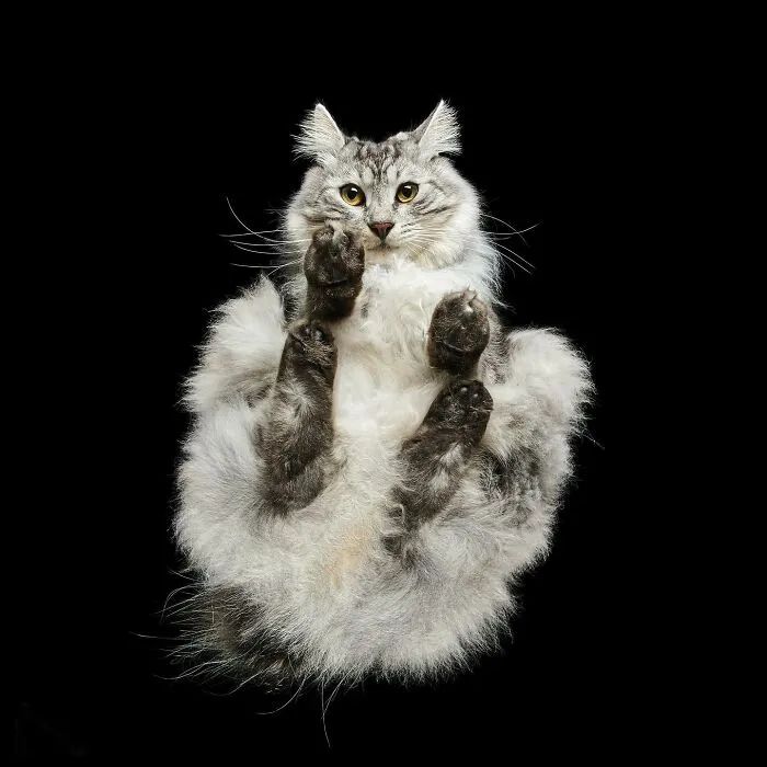 Animais por baixo: As fotos surpreendentes que mostram pets como você nunca viu (32 fotos) 20