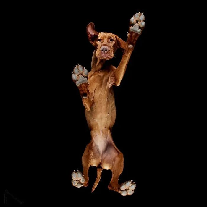 Animais por baixo: As fotos surpreendentes que mostram pets como você nunca viu (32 fotos) 27