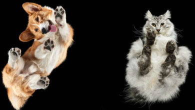 Animais por baixo: As fotos surpreendentes que mostram pets como você nunca viu (32 fotos) 10