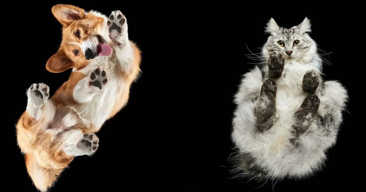 Animais por baixo: As fotos surpreendentes que mostram pets como você nunca viu (32 fotos)