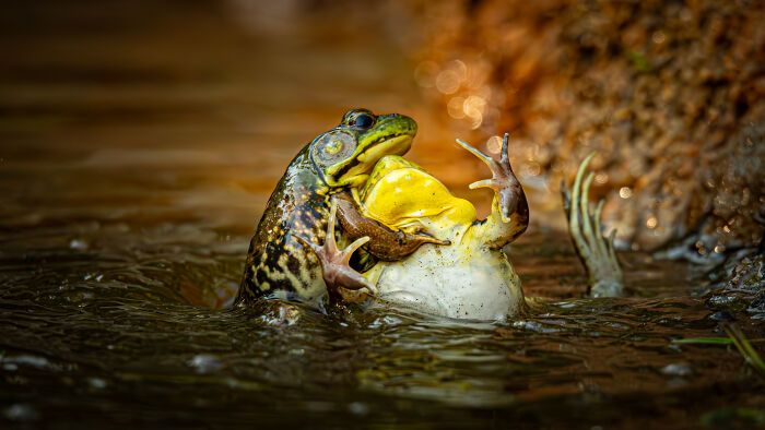 As fotos mais engraçadas da natureza em 2025: Finalistas do Nikon Comedy Wildlife Awards prometem rir e encantar (32 fotos) 8