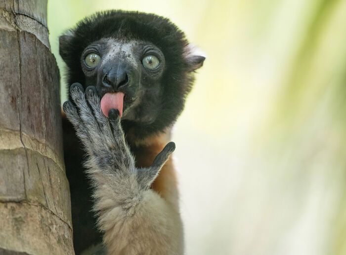 As fotos mais engraçadas da natureza em 2025: Finalistas do Nikon Comedy Wildlife Awards prometem rir e encantar (32 fotos) 22
