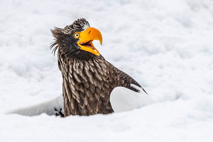 As fotos mais engraçadas da natureza em 2025: Finalistas do Nikon Comedy Wildlife Awards prometem rir e encantar (32 fotos) 27