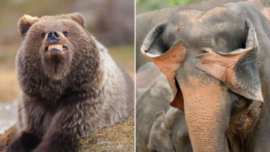 As fotos mais engraçadas da natureza em 2025: Finalistas do Nikon Comedy Wildlife Awards prometem rir e encantar (32 fotos) 25