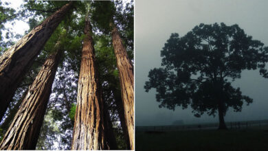 Benita Mayo e o poder de lembrar: Quando a fotografia se torna um ato de cura (20 fotos) 9