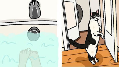 Drewanimal: o artista que transforma as trapalhadas dos gatos em ilustrações irresistíveis (36 fotos) 6