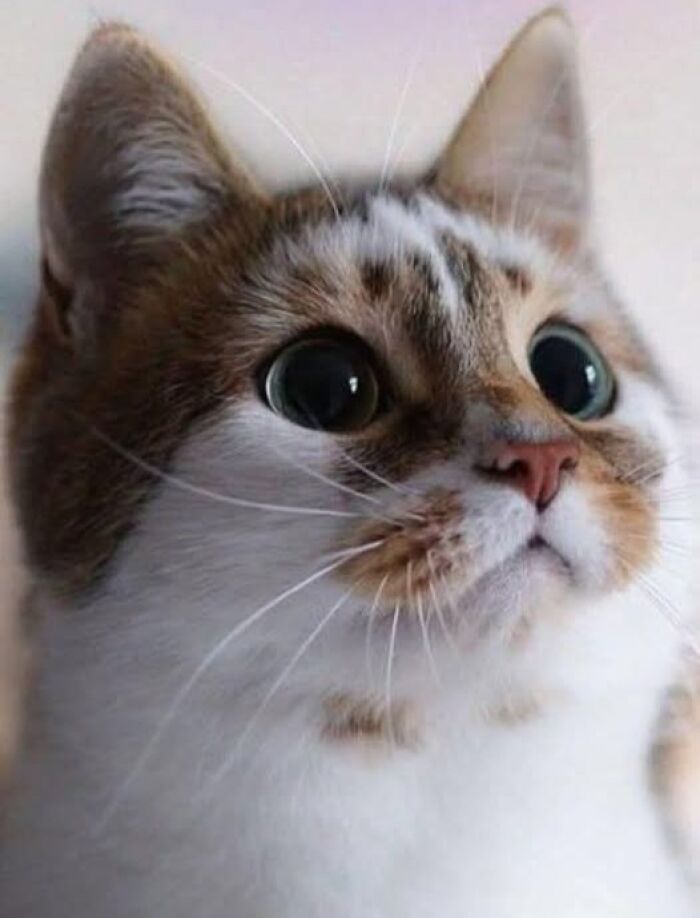 Gatos na Tela: como os felinos conquistaram a internet e viraram fenômeno viral (35 fotos) 1