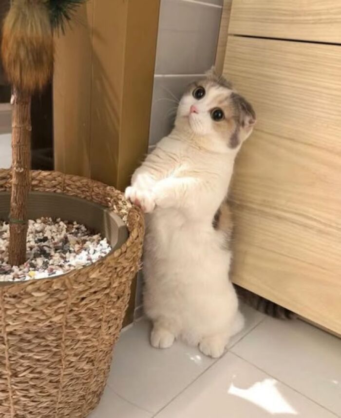 Gatos na Tela: como os felinos conquistaram a internet e viraram fenômeno viral (35 fotos) 5