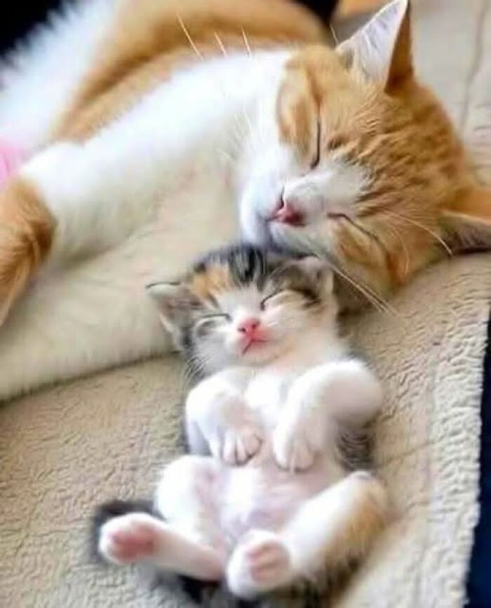 Gatos na Tela: como os felinos conquistaram a internet e viraram fenômeno viral (35 fotos) 11