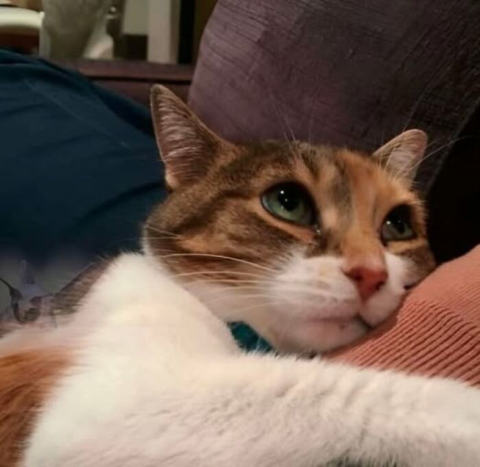 Gatos na Tela: como os felinos conquistaram a internet e viraram fenômeno viral (35 fotos) 16