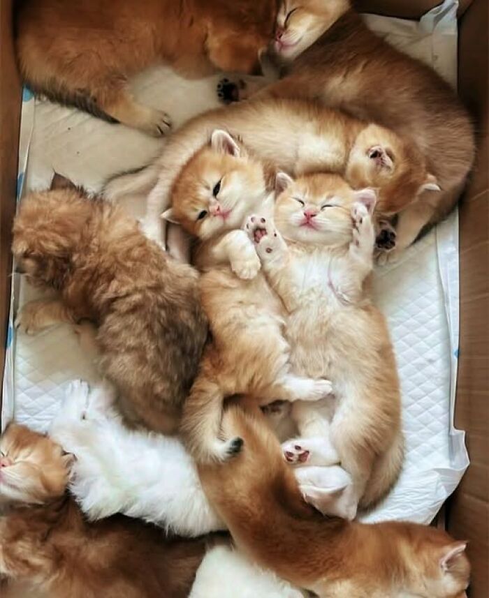 Gatos na Tela: como os felinos conquistaram a internet e viraram fenômeno viral (35 fotos) 18