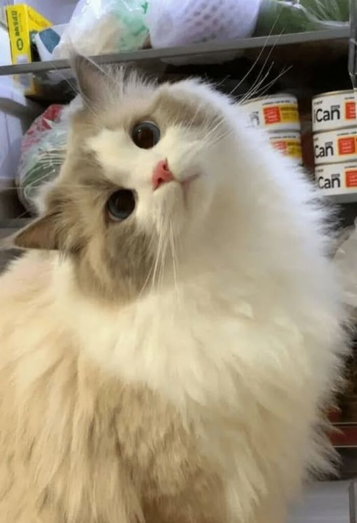 Gatos na Tela: como os felinos conquistaram a internet e viraram fenômeno viral (35 fotos) 20