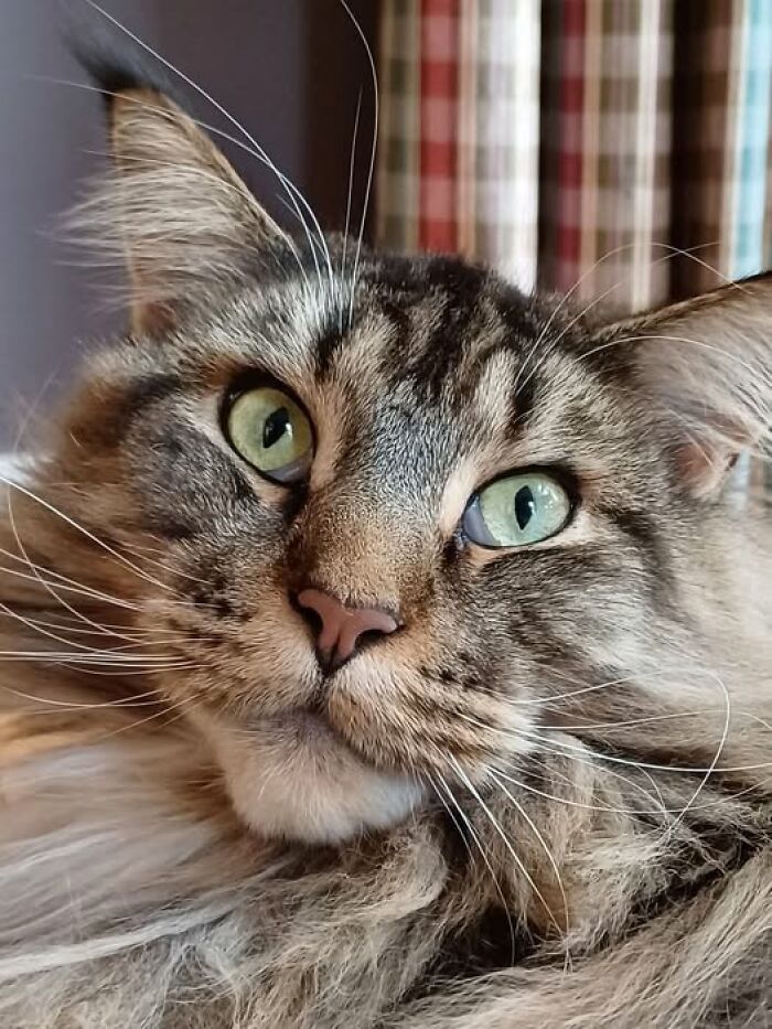 Gatos na Tela: como os felinos conquistaram a internet e viraram fenômeno viral (35 fotos) 22