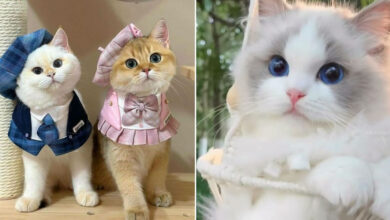 Gatos na Tela: como os felinos conquistaram a internet e viraram fenômeno viral (35 fotos) 43