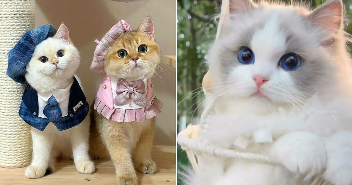 Gatos na Tela: como os felinos conquistaram a internet e viraram fenômeno viral (35 fotos)
