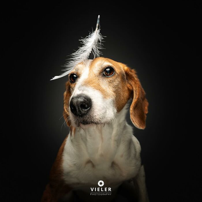 30 fotos de cães com deficiência que revelam força, alegria e personalidade 2