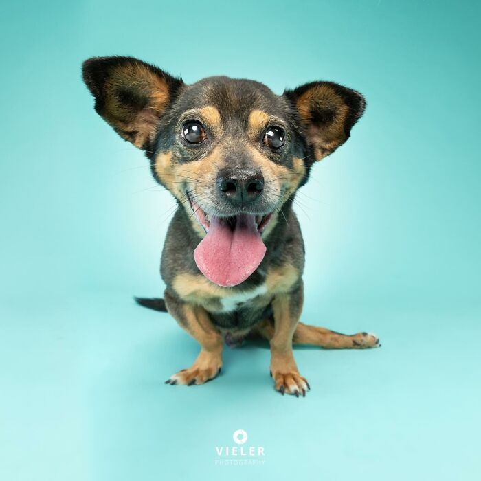 30 fotos de cães com deficiência que revelam força, alegria e personalidade 4