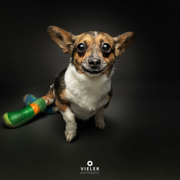 30 fotos de cães com deficiência que revelam força, alegria e personalidade 5