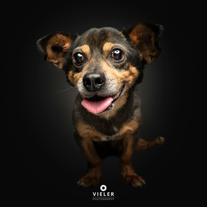 30 fotos de cães com deficiência que revelam força, alegria e personalidade 7