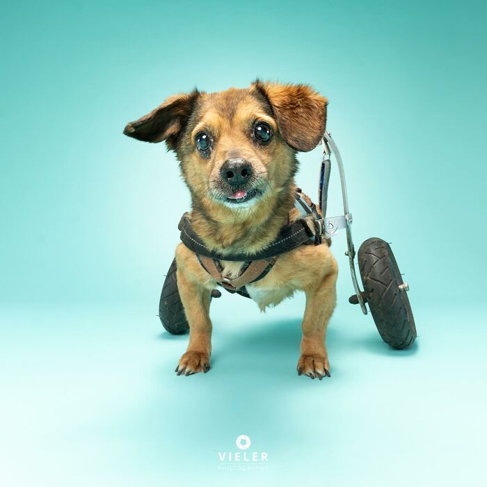 30 fotos de cães com deficiência que revelam força, alegria e personalidade 9