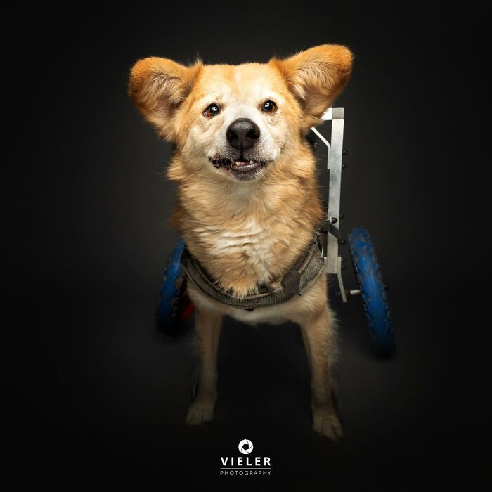 30 fotos de cães com deficiência que revelam força, alegria e personalidade 10