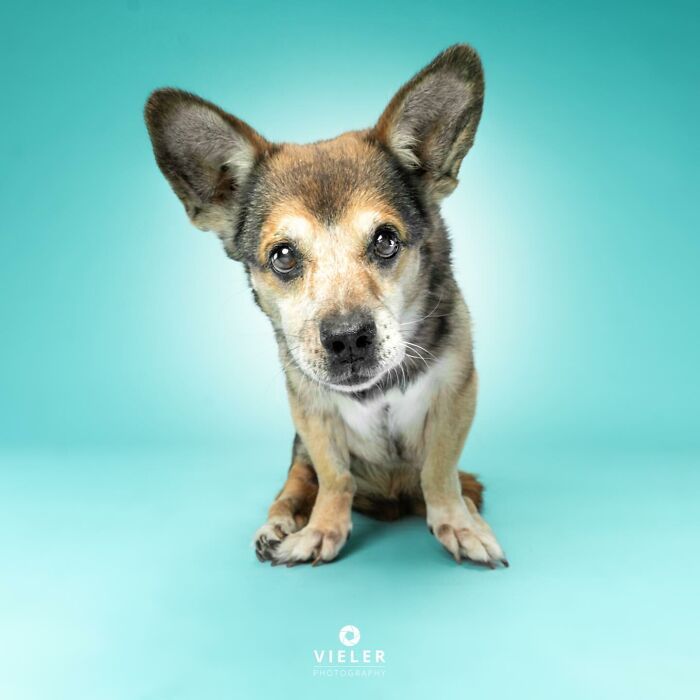 30 fotos de cães com deficiência que revelam força, alegria e personalidade 11