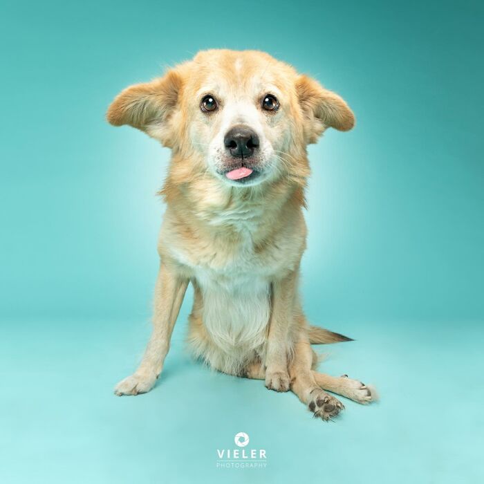 30 fotos de cães com deficiência que revelam força, alegria e personalidade 12