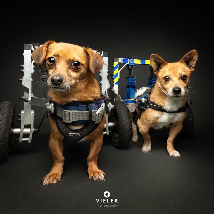 30 fotos de cães com deficiência que revelam força, alegria e personalidade 13