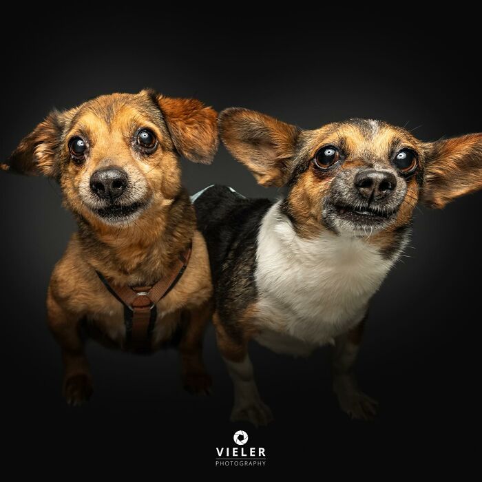 30 fotos de cães com deficiência que revelam força, alegria e personalidade 17