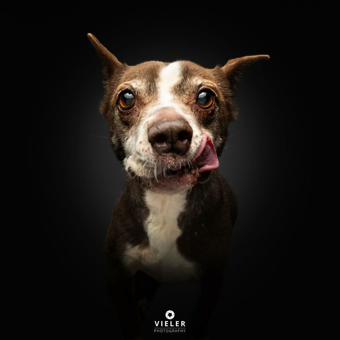 30 fotos de cães com deficiência que revelam força, alegria e personalidade 18