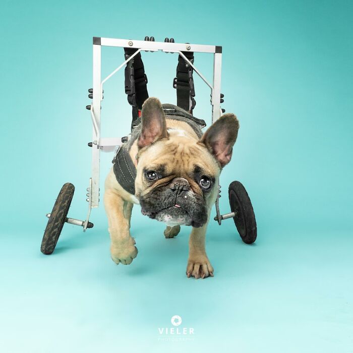 30 fotos de cães com deficiência que revelam força, alegria e personalidade 20