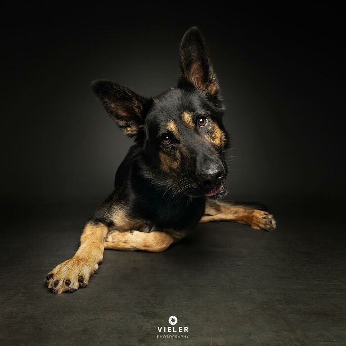 30 fotos de cães com deficiência que revelam força, alegria e personalidade 21