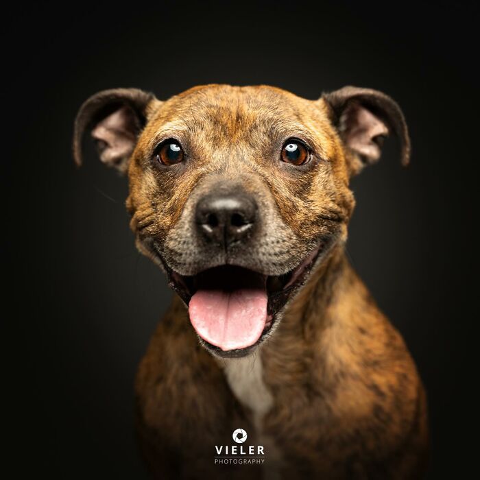 30 fotos de cães com deficiência que revelam força, alegria e personalidade 22