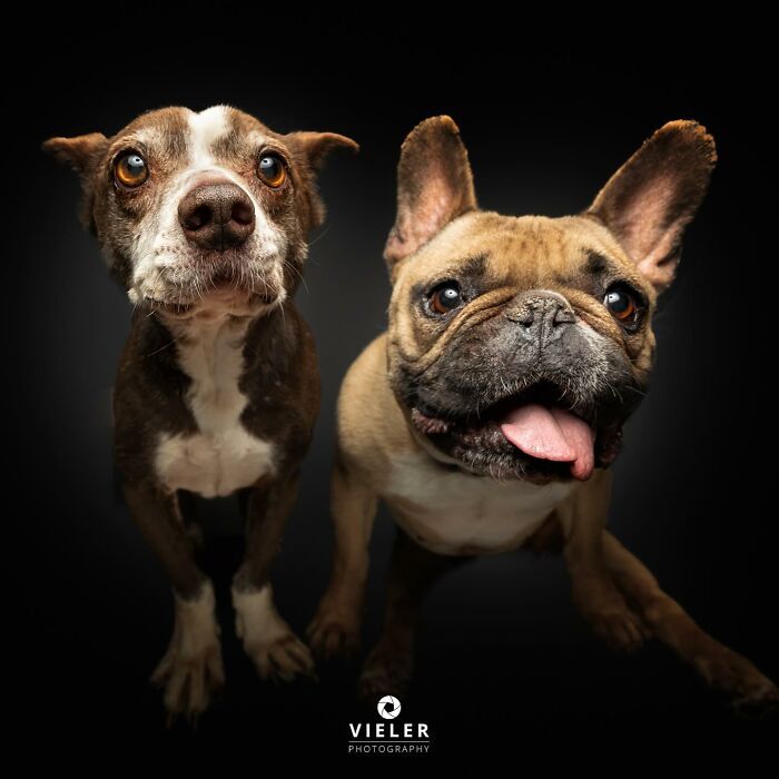 30 fotos de cães com deficiência que revelam força, alegria e personalidade 23