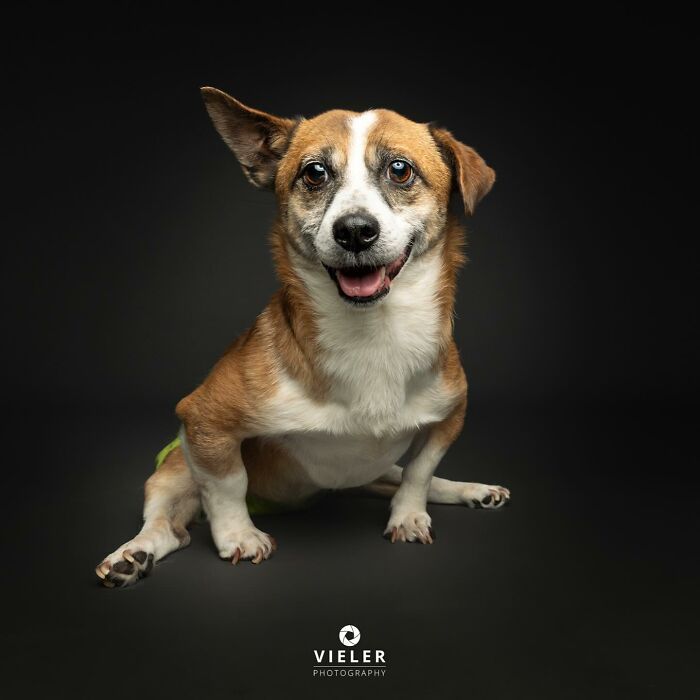 30 fotos de cães com deficiência que revelam força, alegria e personalidade 24