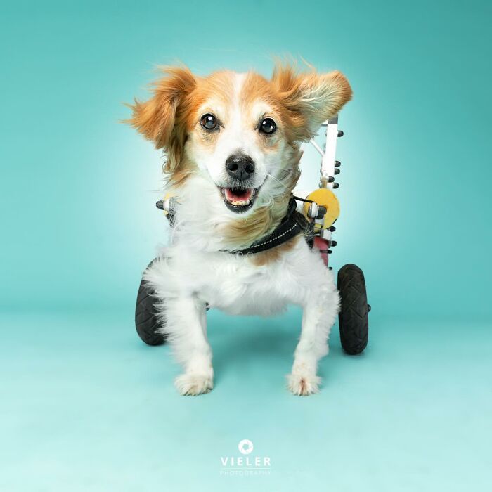 30 fotos de cães com deficiência que revelam força, alegria e personalidade 25