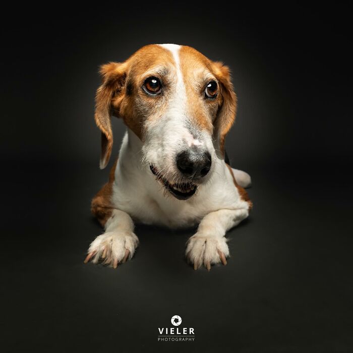 30 fotos de cães com deficiência que revelam força, alegria e personalidade 26