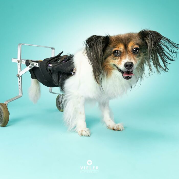 30 fotos de cães com deficiência que revelam força, alegria e personalidade 27