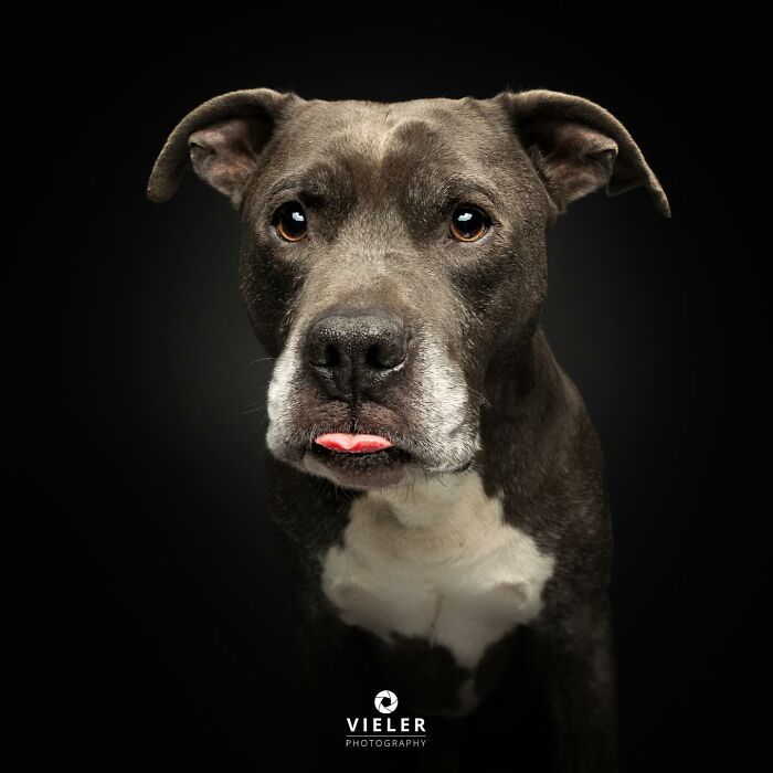 30 fotos de cães com deficiência que revelam força, alegria e personalidade 28
