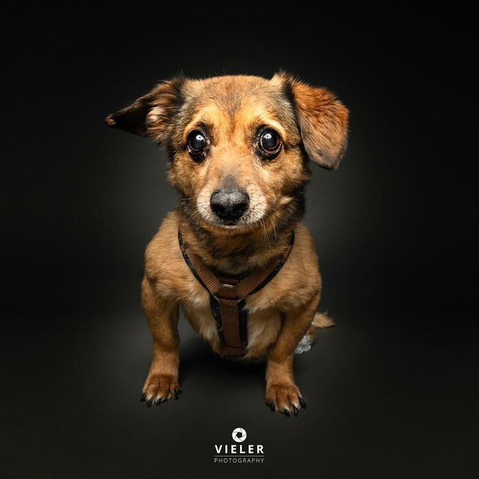 30 fotos de cães com deficiência que revelam força, alegria e personalidade 29