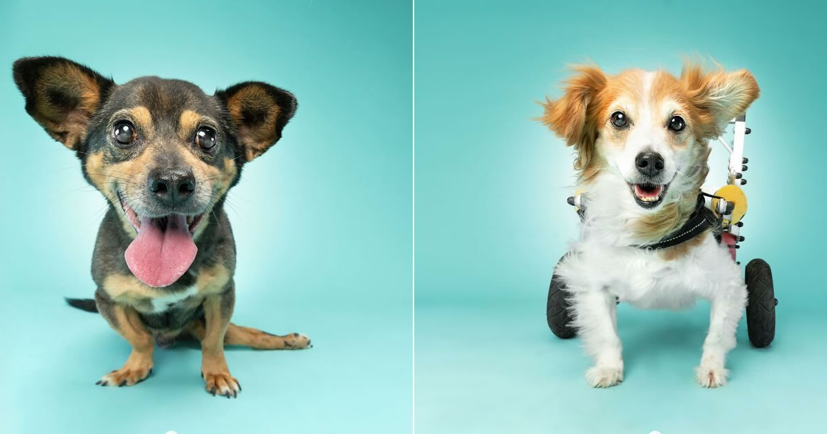 30 fotos de cães com deficiência que revelam força, alegria e personalidade