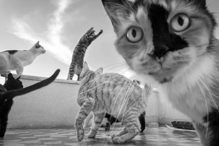 30 momentos gatos perfeitos: Fotos que parecem saídas de um filme 1