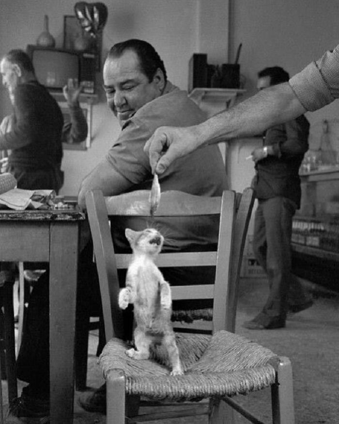 30 momentos gatos perfeitos: Fotos que parecem saídas de um filme 5