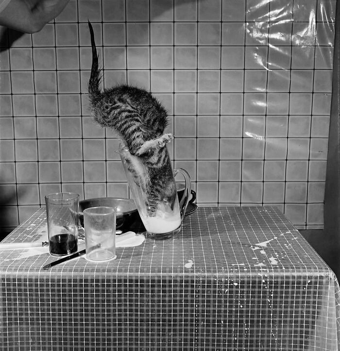 30 momentos gatos perfeitos: Fotos que parecem saídas de um filme 18