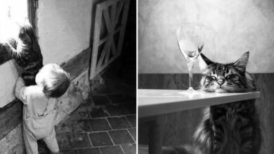 30 momentos gatos perfeitos: Fotos que parecem saídas de um filme 5