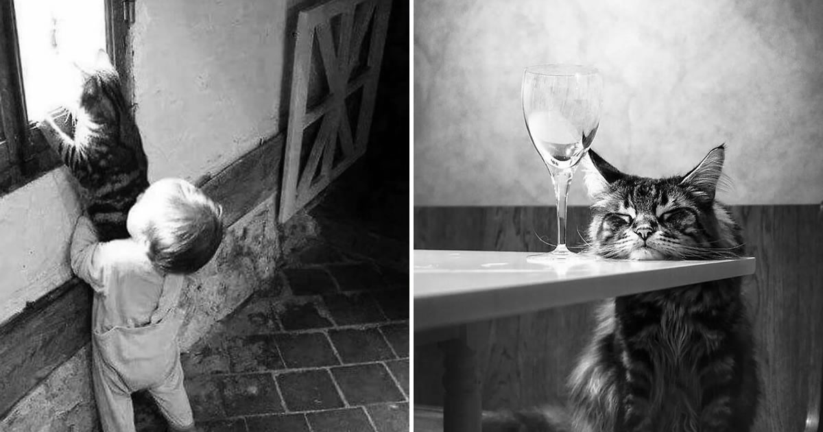 30 momentos gatos perfeitos: Fotos que parecem saídas de um filme