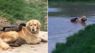 A inusitada amizade entre um cachorro e um pato que está derretendo corações na internet 10